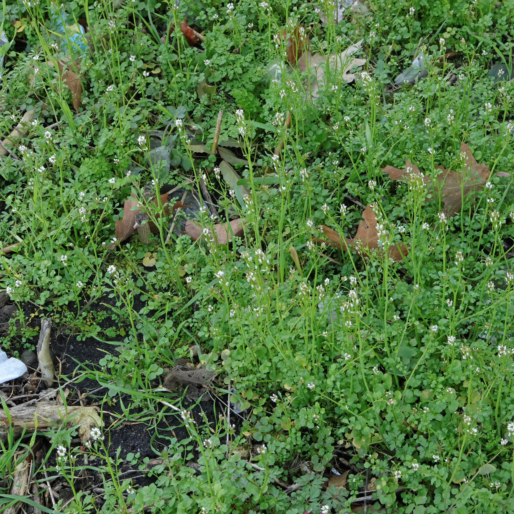 Cardamine hirsuta