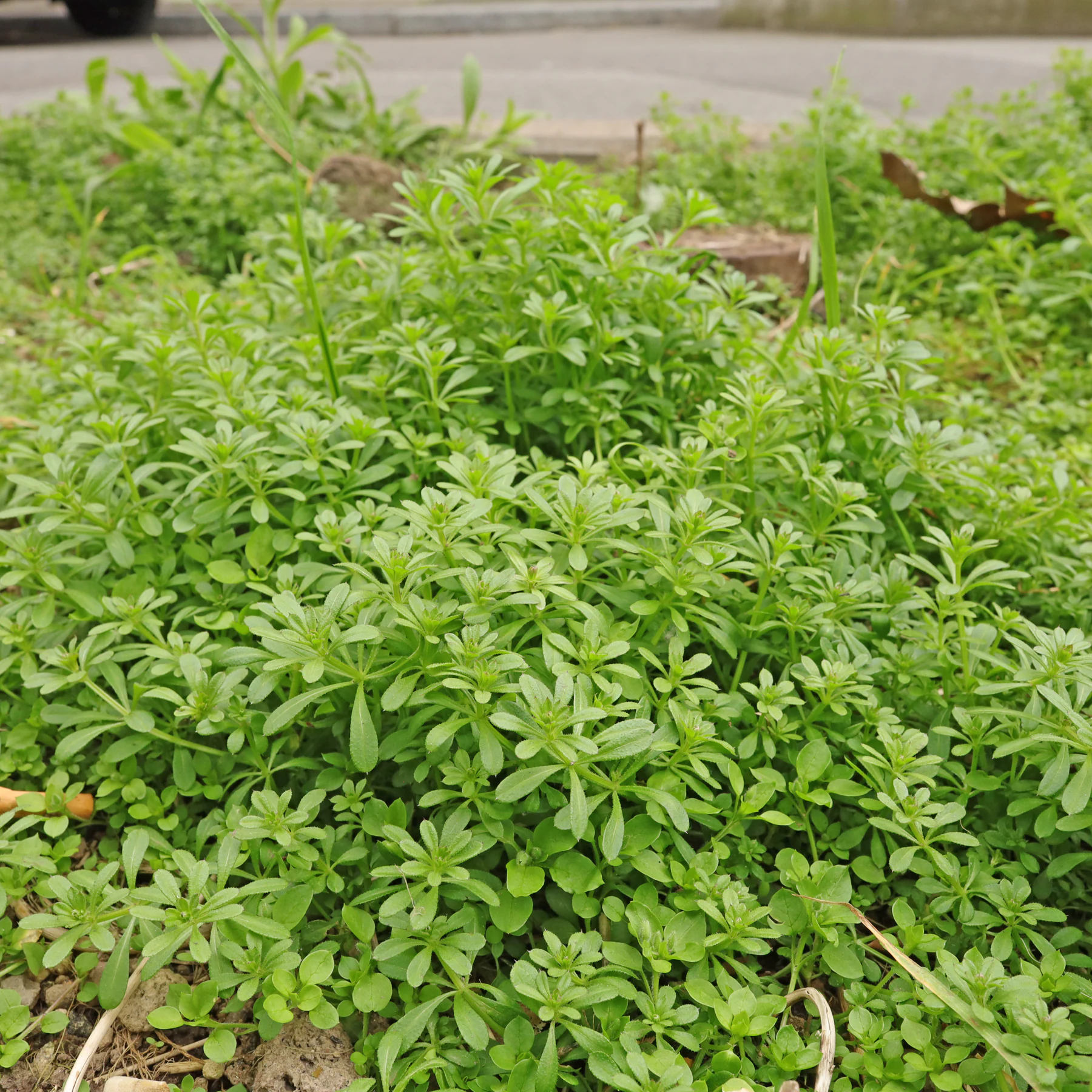 Galium aparine