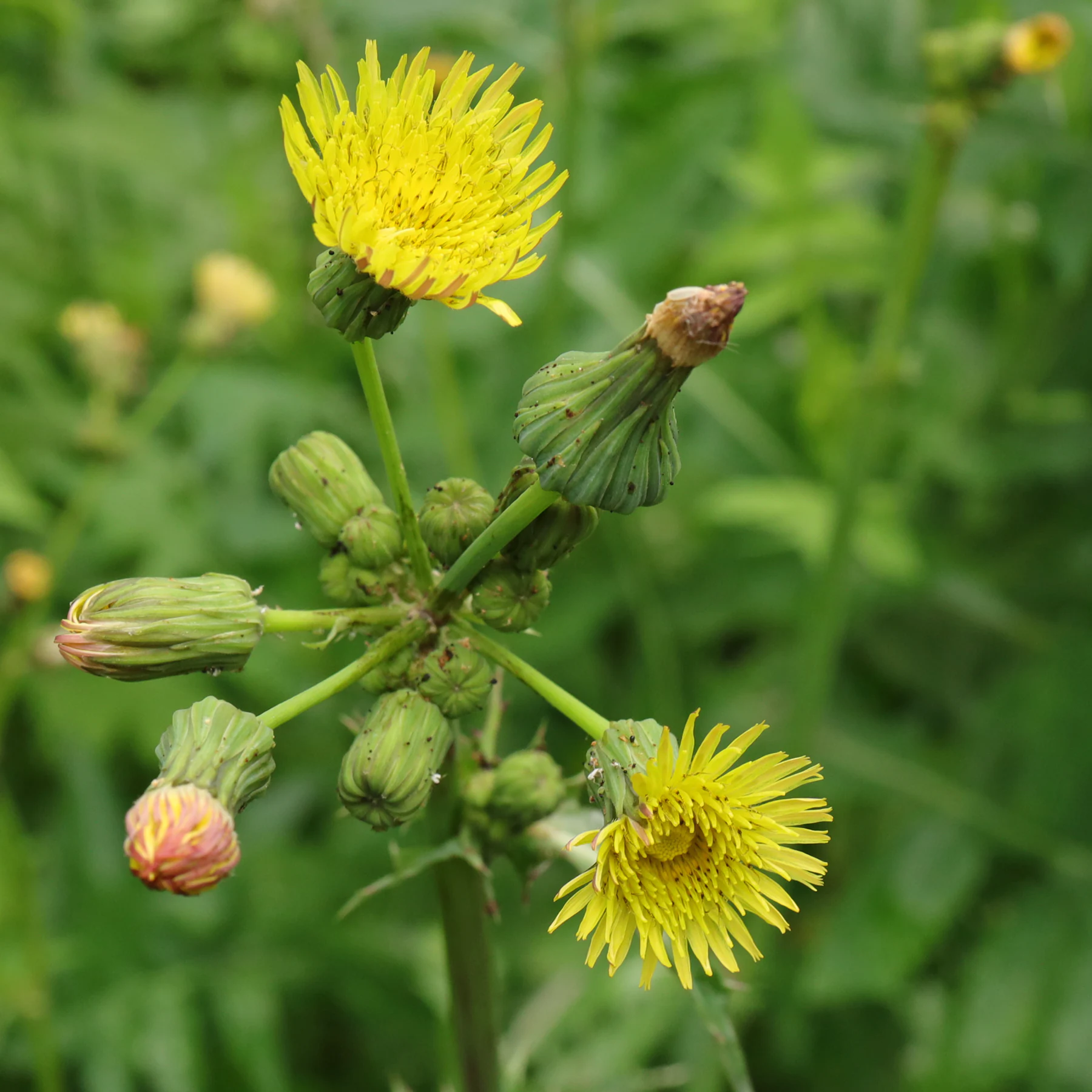 Kålmolke blommor