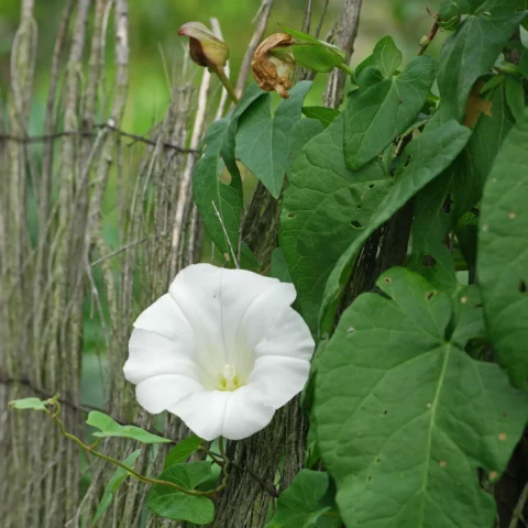 Snårvinda Calystegia sepium