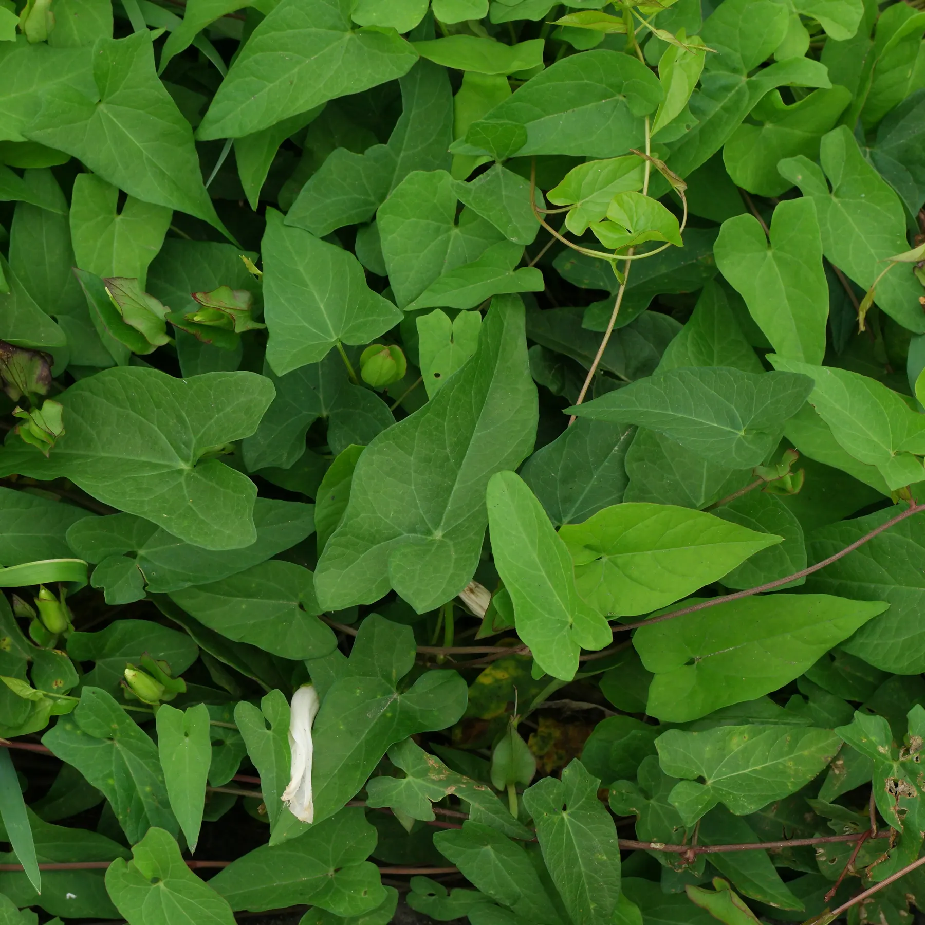 Snårvinda blad