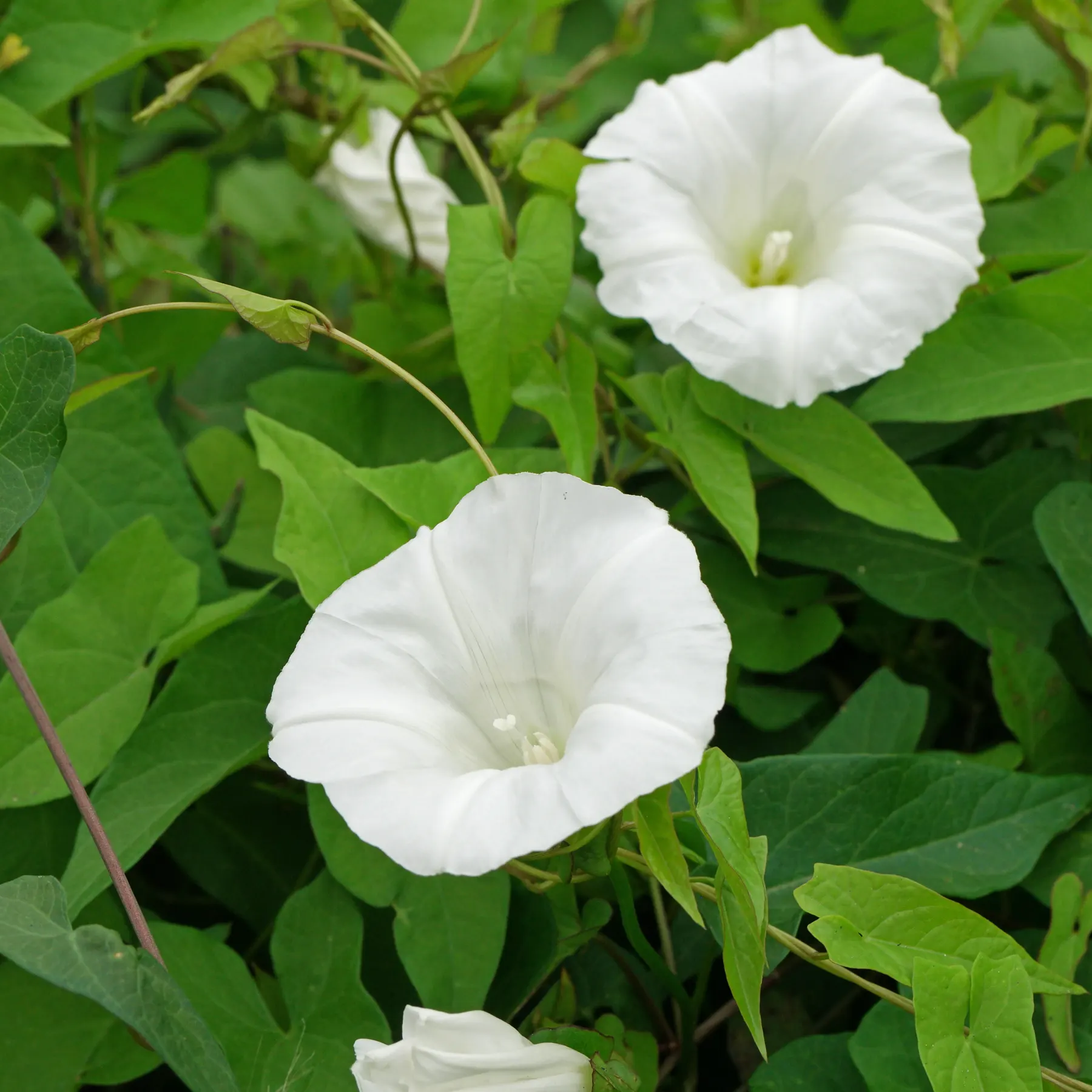 Snårvinda blommor
