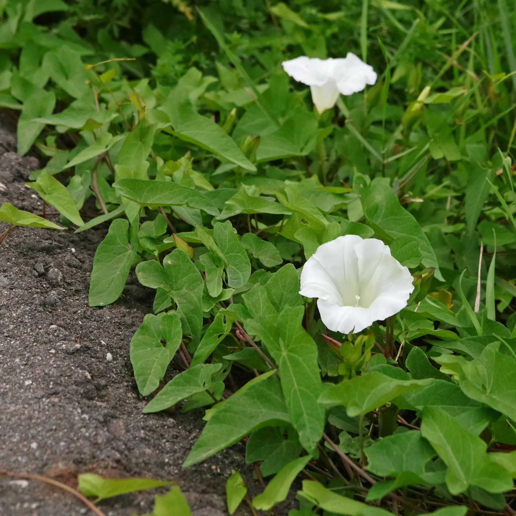 Snårvinda vid vägkanten