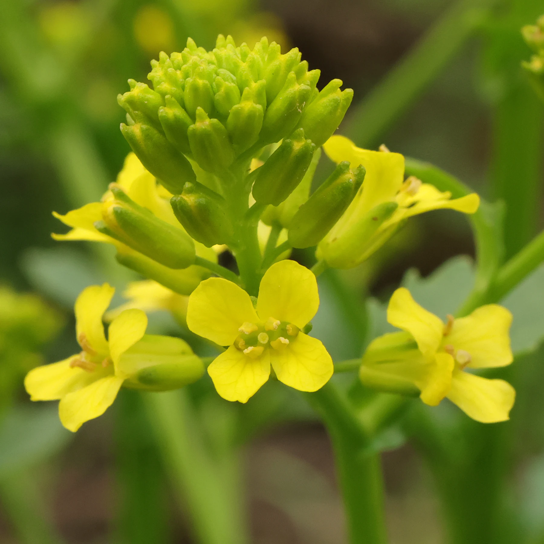 Sommargyllen blommor