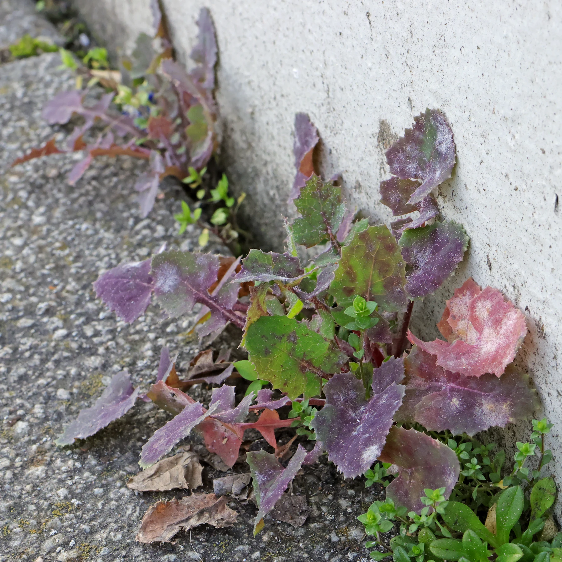 Sonchus oleraceus framför en husvägg