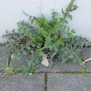 Sonchus oleraceus kålmolke