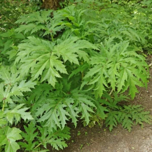Jätteloka Heracleum mantegazzianum