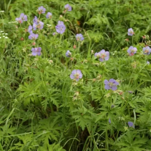 Ängsnäva Geranium pratense