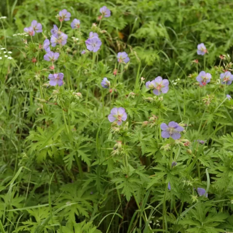 Ängsnäva Geranium pratense