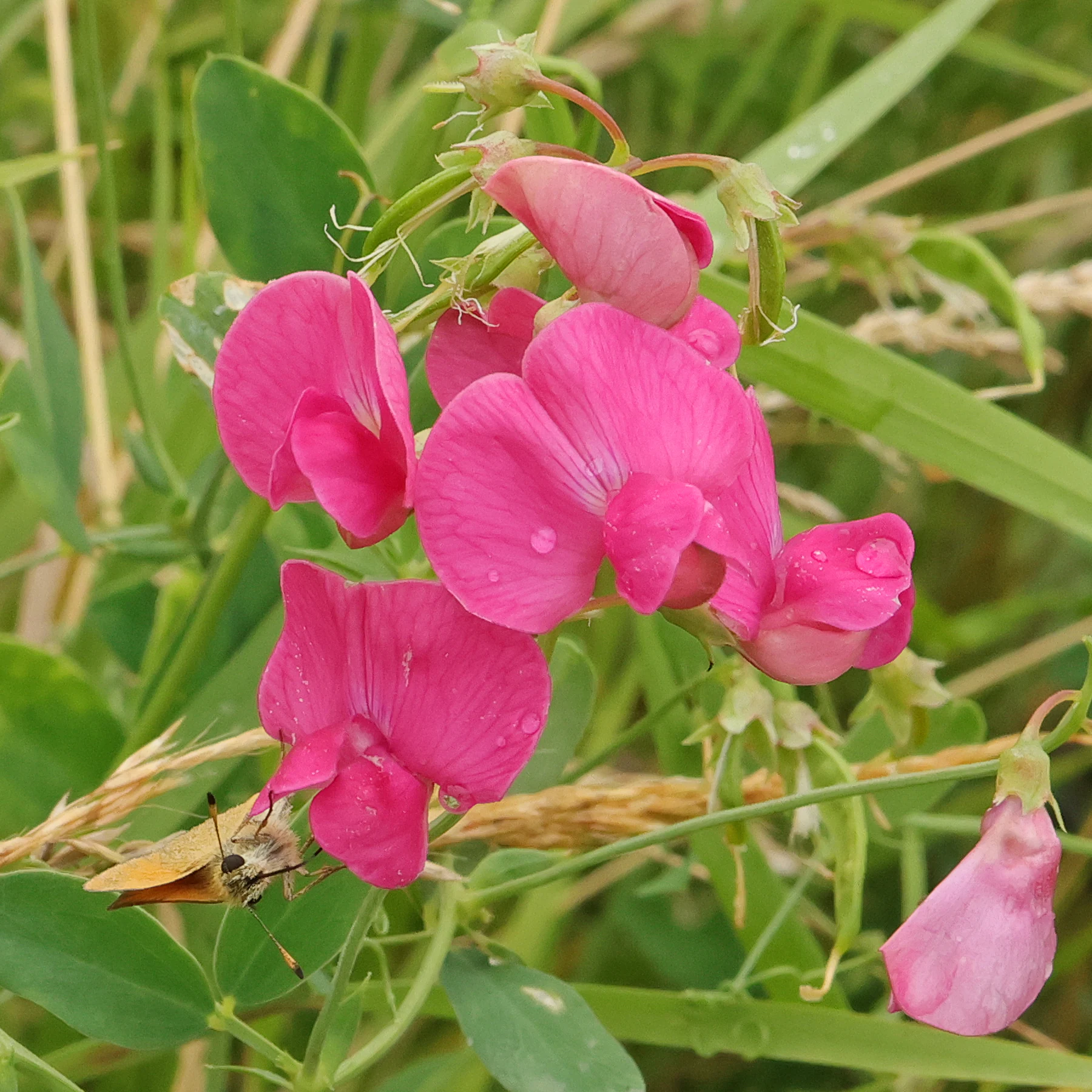 En fjäril pollinerar knölvialens blommor