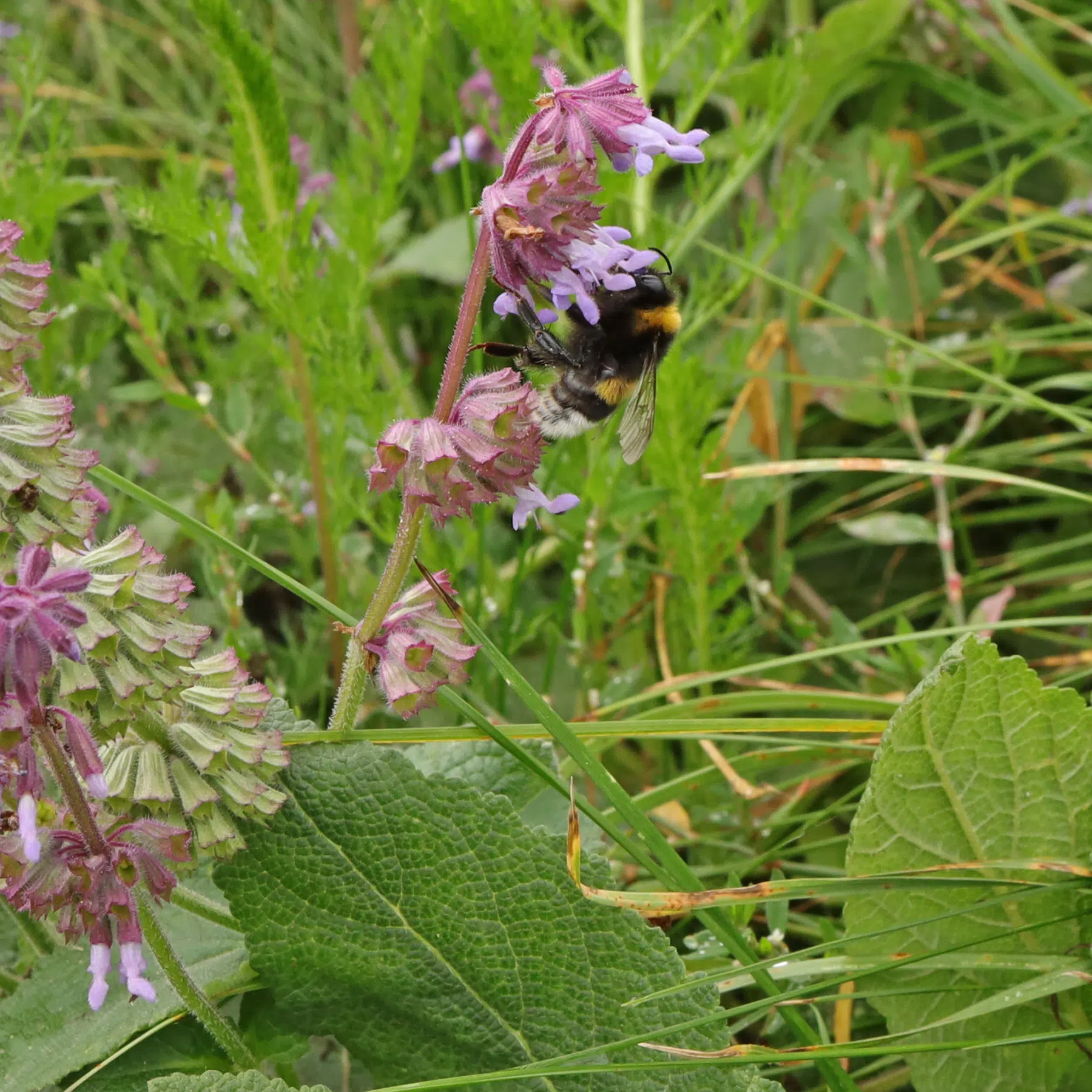 Humla pollinerar Salvia verticillata