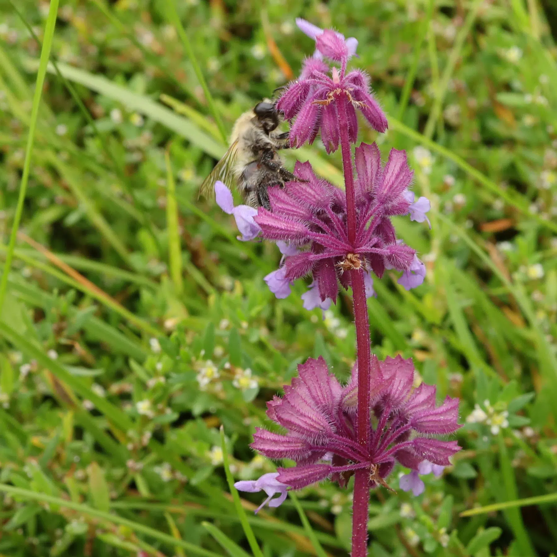 Humla pollinerar kransalvia