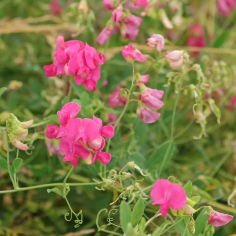 Knölvial Lathyrus tuberosus