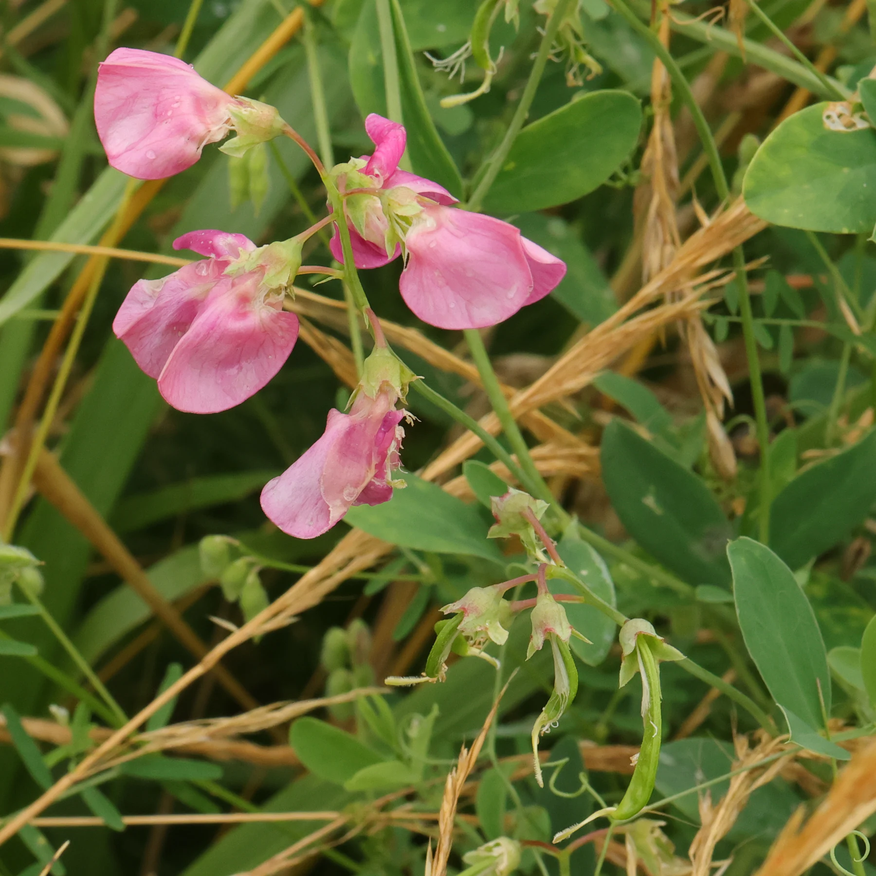 Knölvial blommor och frukter äts av sniglar