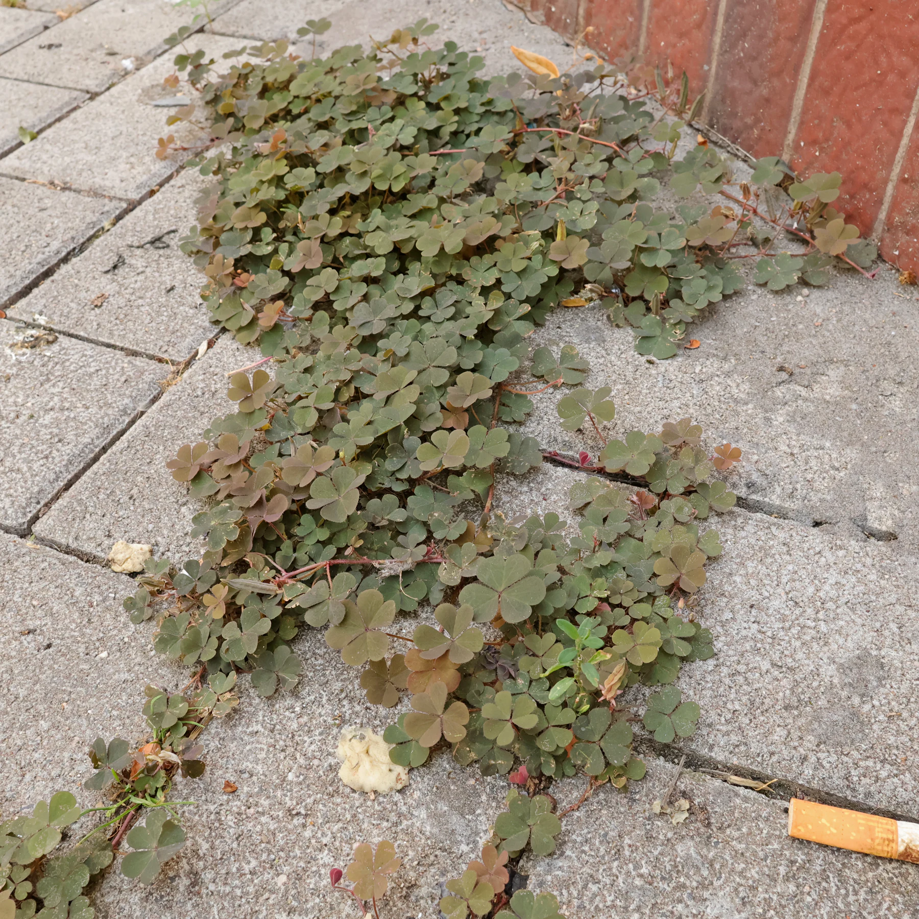 Krypoxalis kan också växa i trottoarsprickor