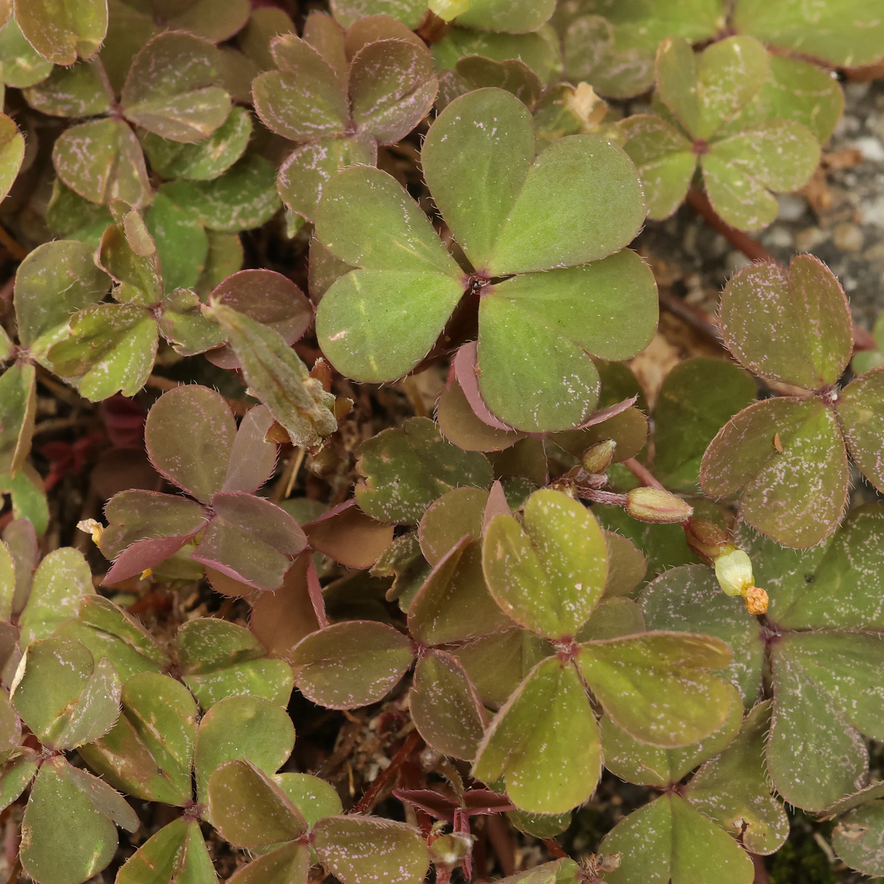 Krypoxalis röda blad