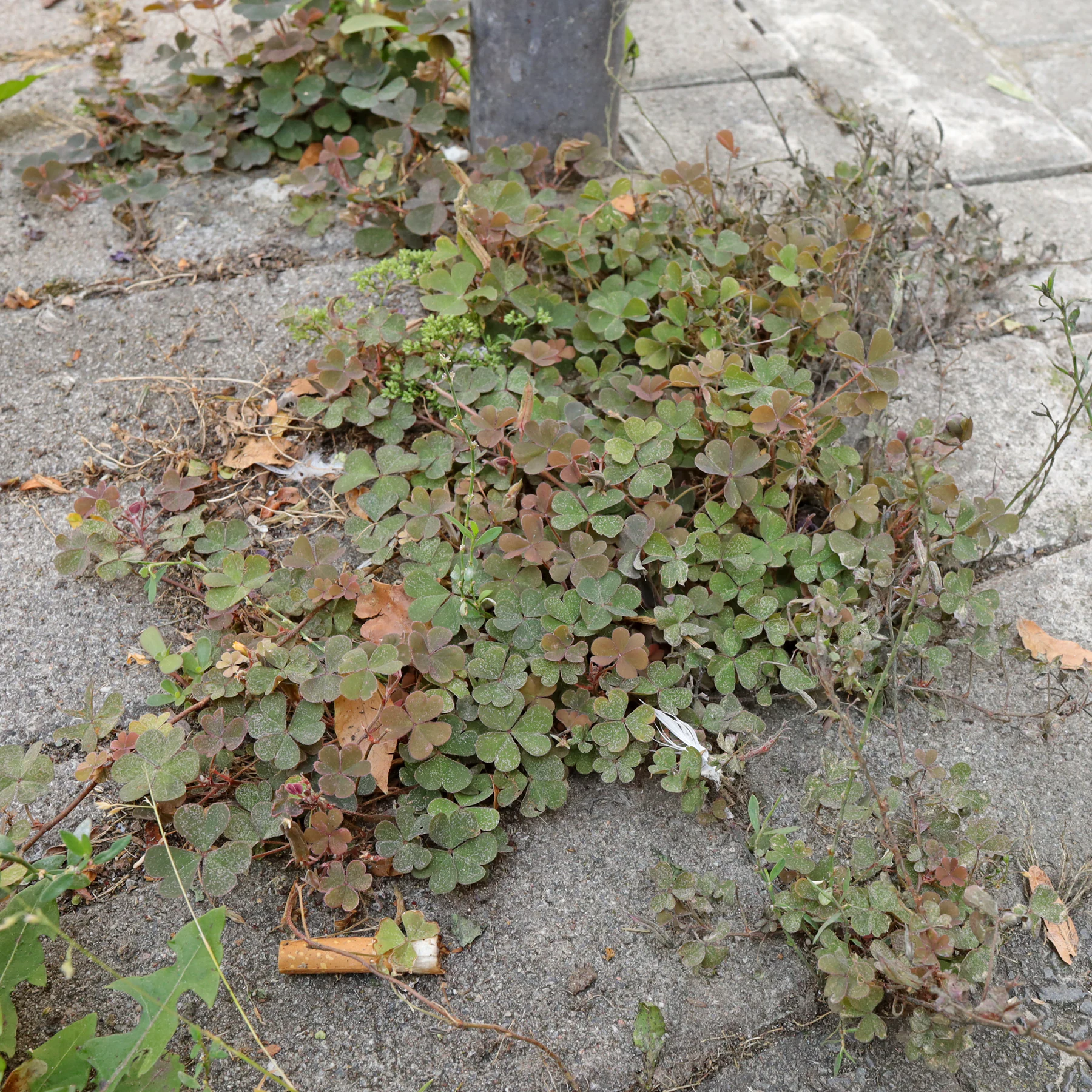 Krypoxalis vid vägkanten