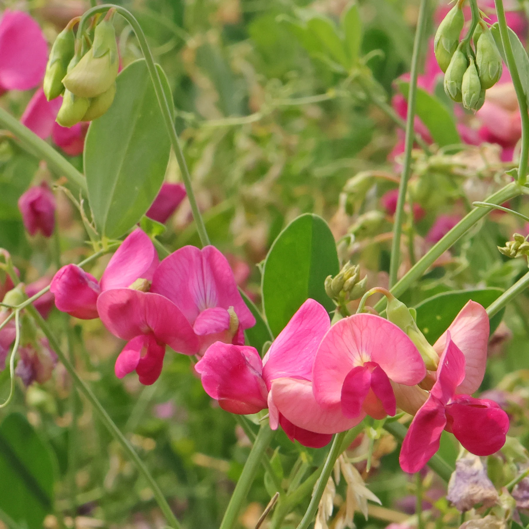 Lathyrus tuberosus Knölvial