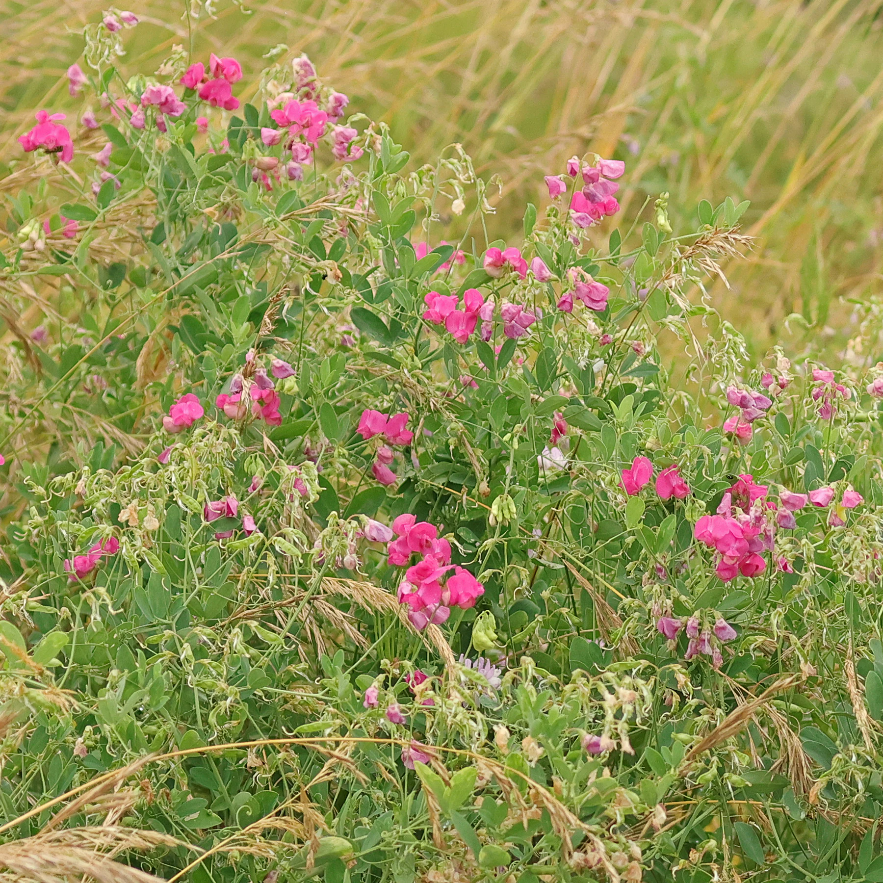 Lathyrus tuberosus