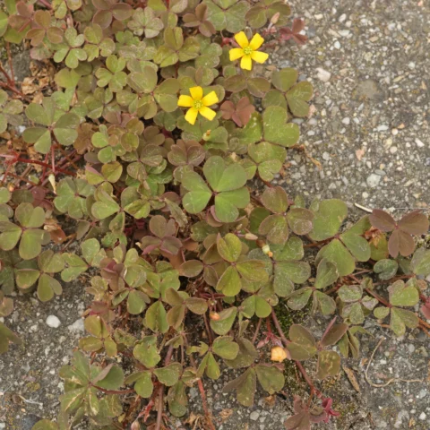 Oxalis corniculata Krypoxalis