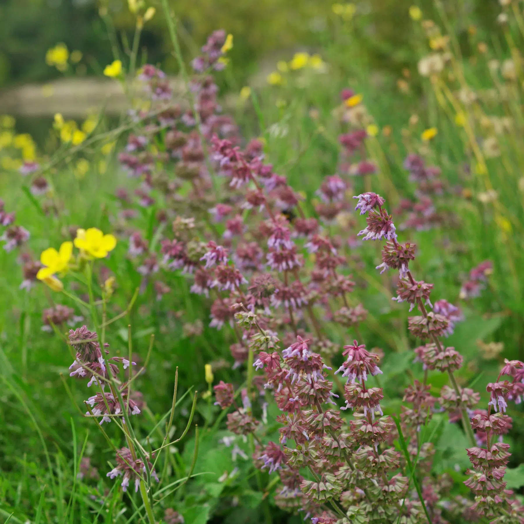 Salvia verticillata Kranssalvia