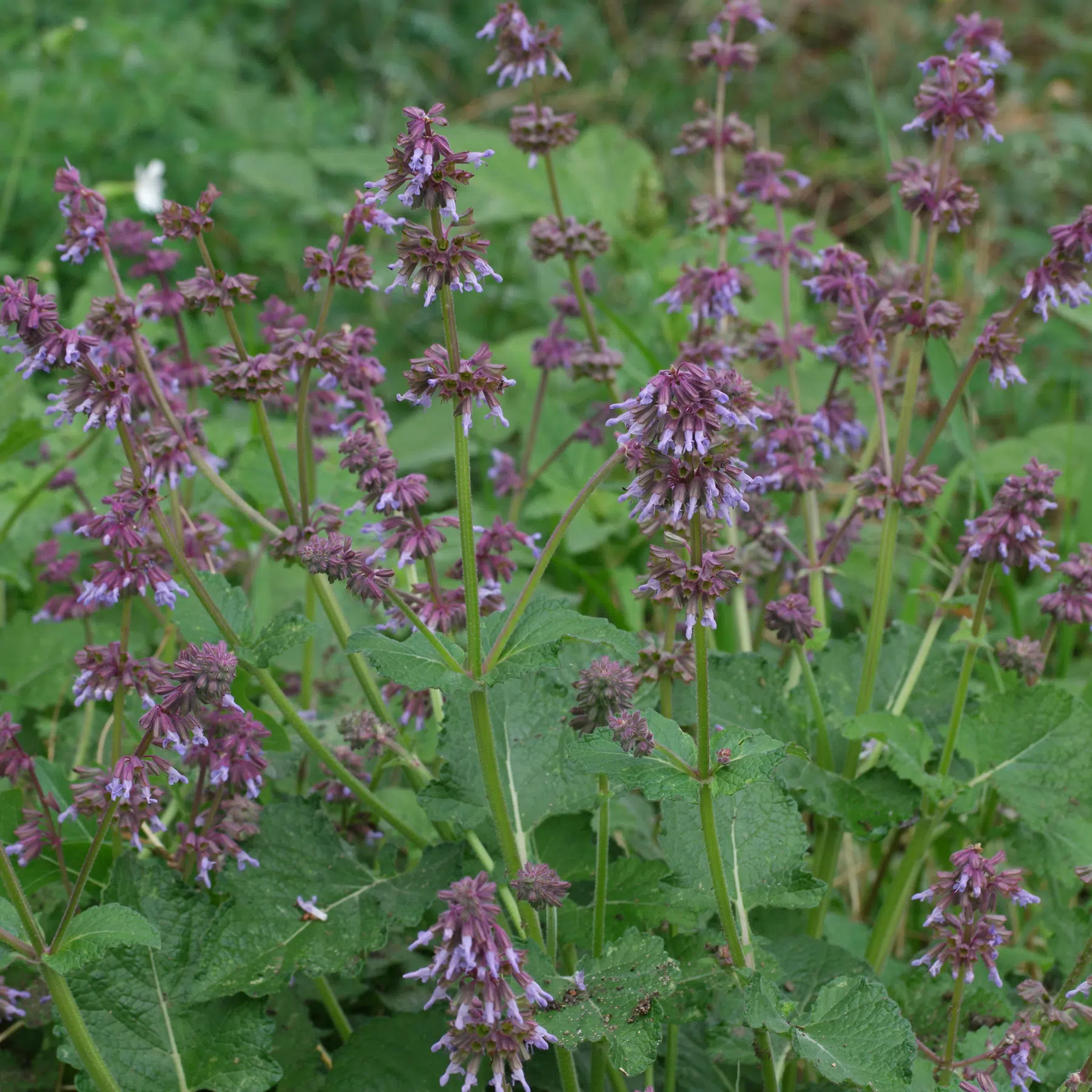 Salvia verticillata