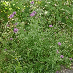 Väddklint