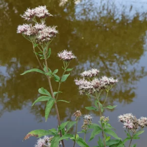 Eupatorium cannabinum Hampflockel