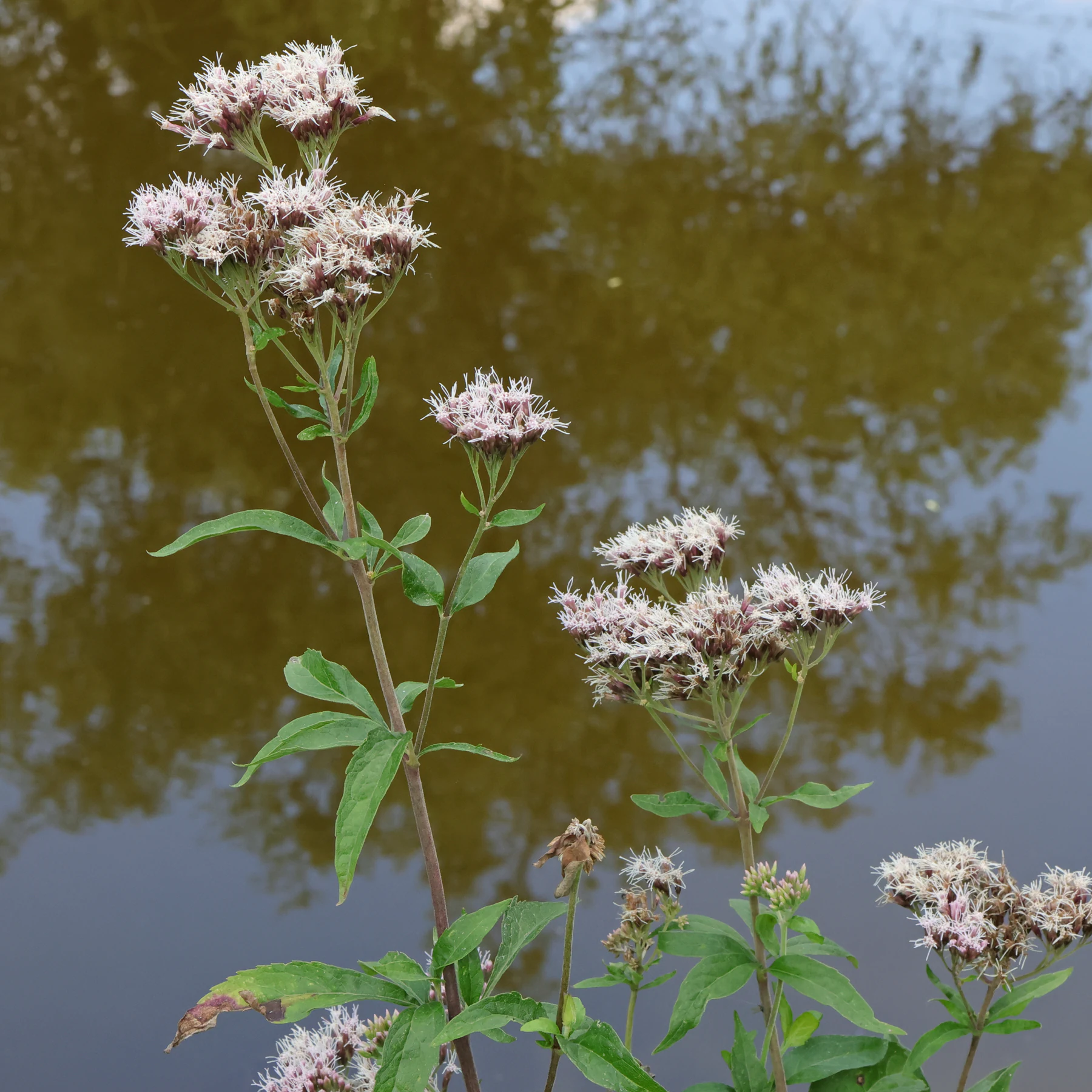 Eupatorium cannabinum Hampflockel