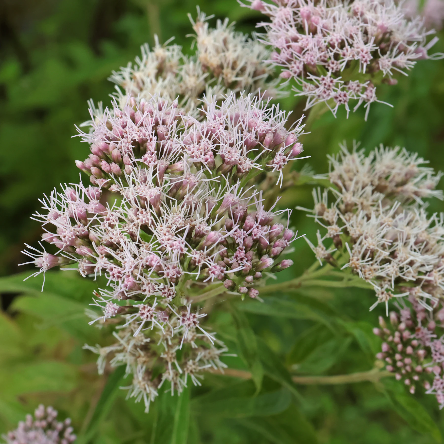 Eupatorium cannabinum blommor
