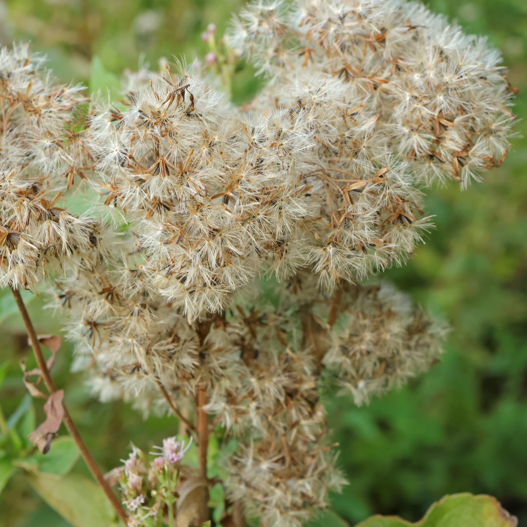 Eupatorium cannabinum frön