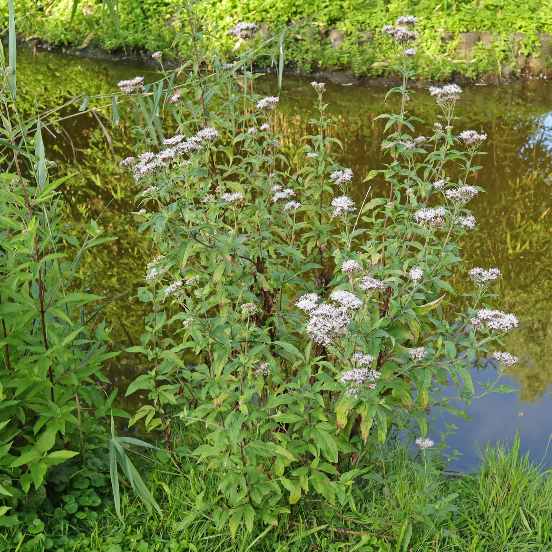 Eupatorium cannabinum