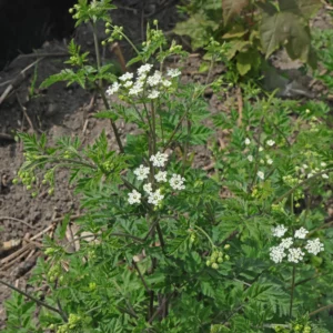 Hårkörvel Chaerophyllum temulum