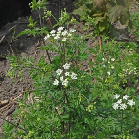 Hårkörvel Chaerophyllum temulum