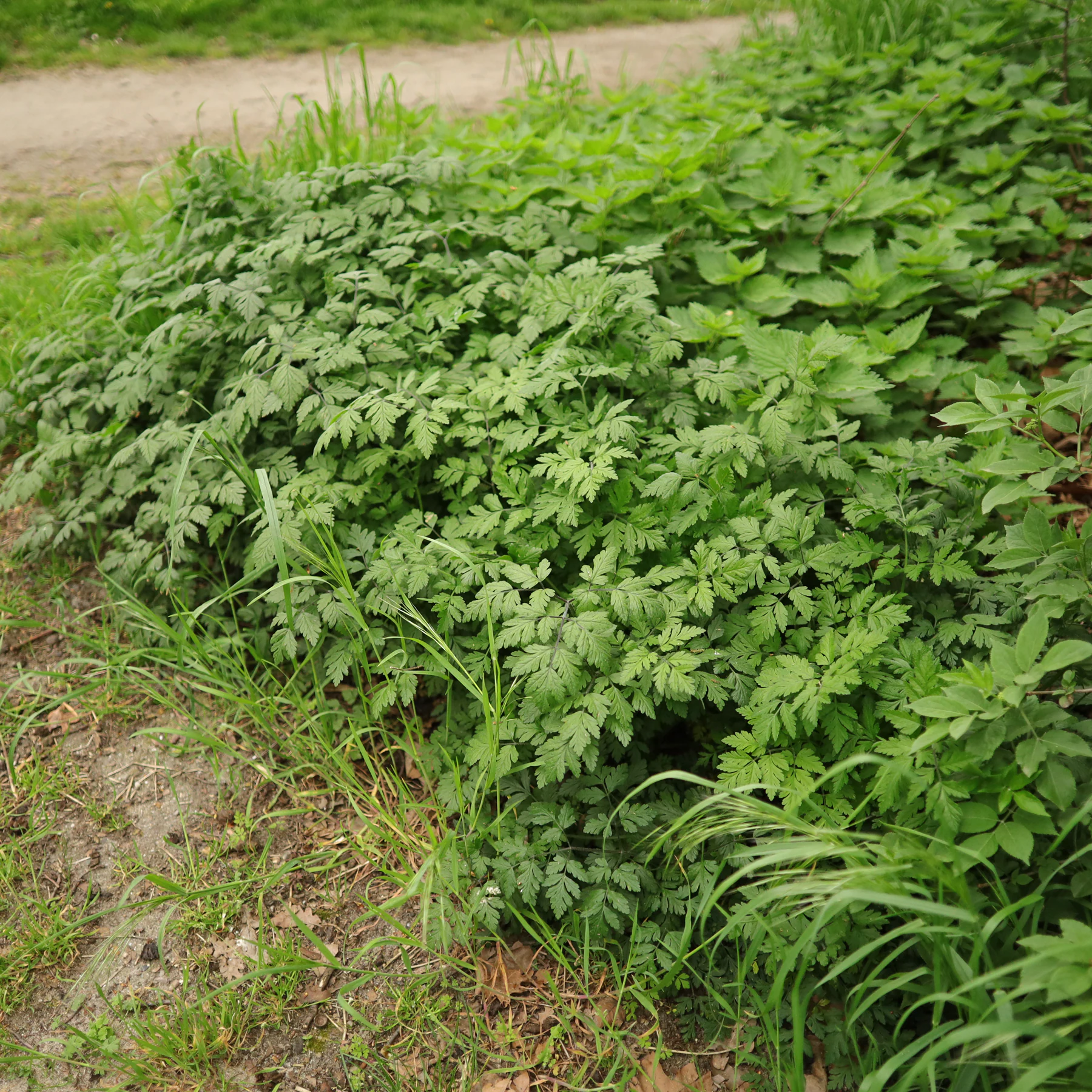 Hårkörvel vid vägkanten