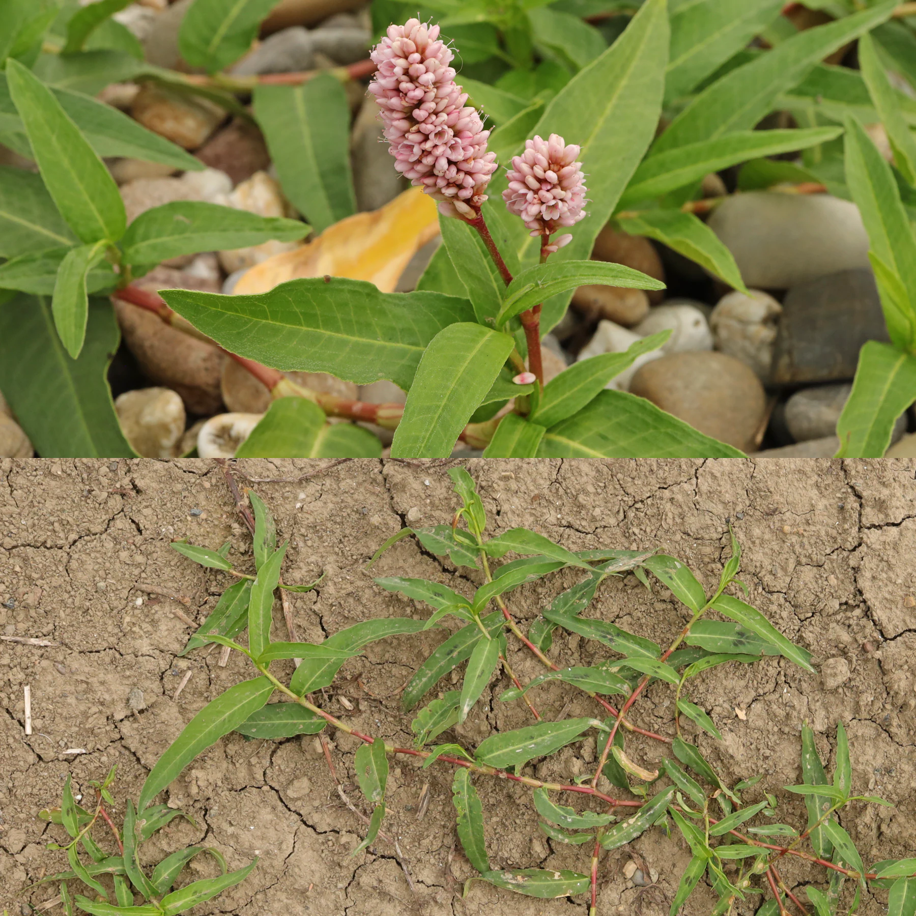 Persicaria amphibia Vattenpilört