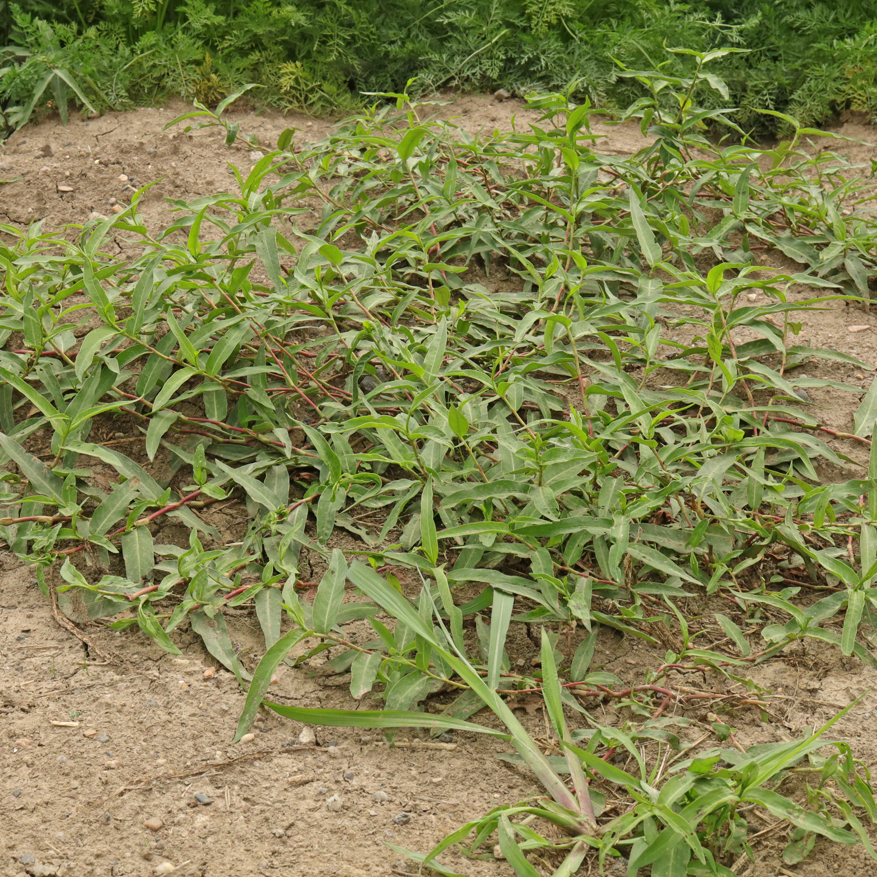 Persicaria amphibia på ett fält