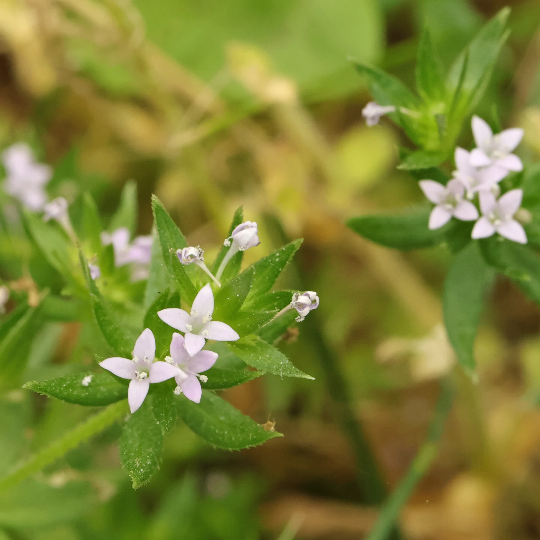 Sherardia arvensis Åkermadd