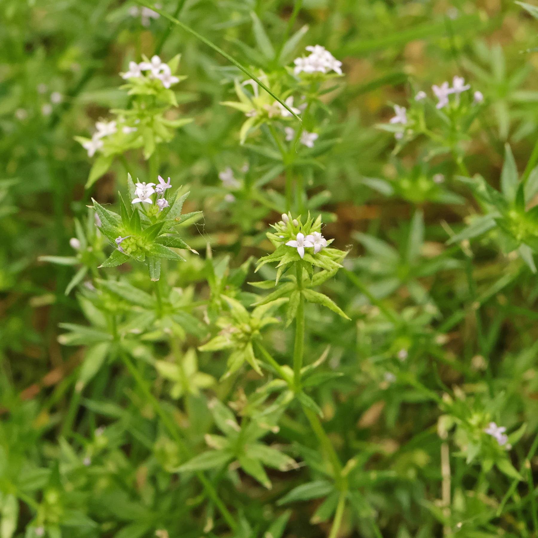 Sherardia arvensis