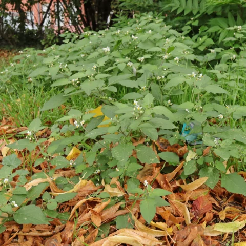 Solanum nigrum på hösten