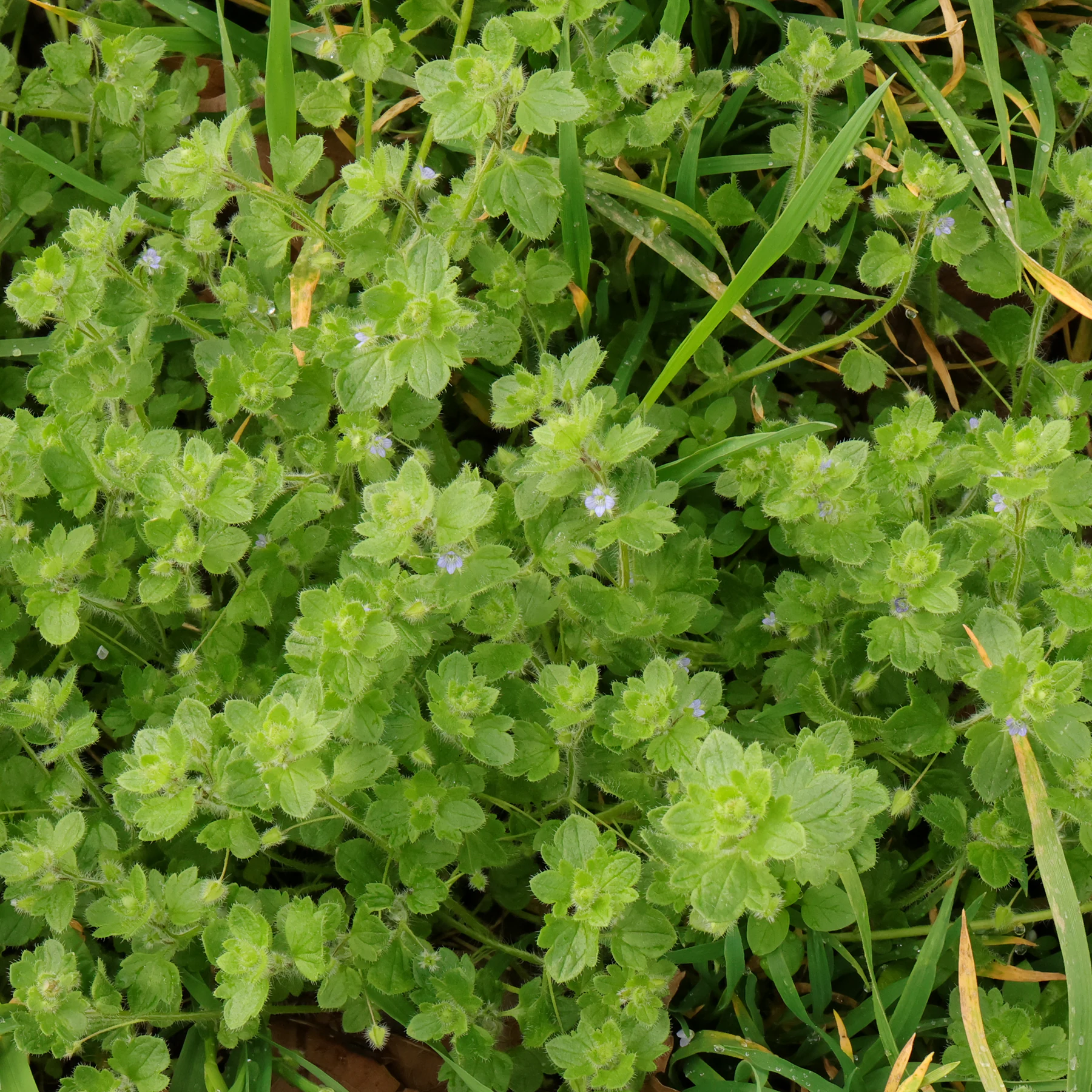 Veronica hederifolia 1