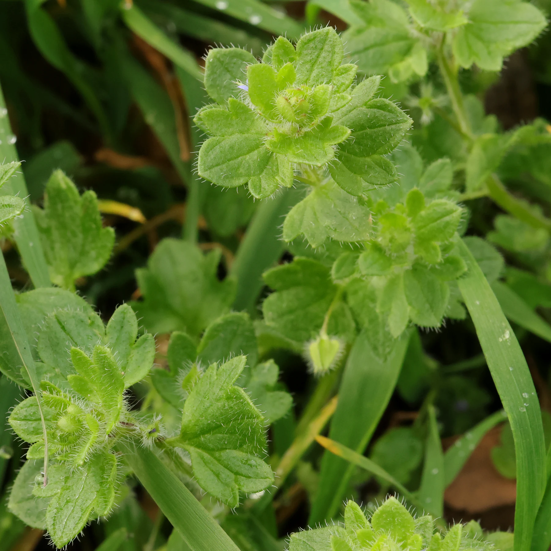 Veronica hederifolia 2
