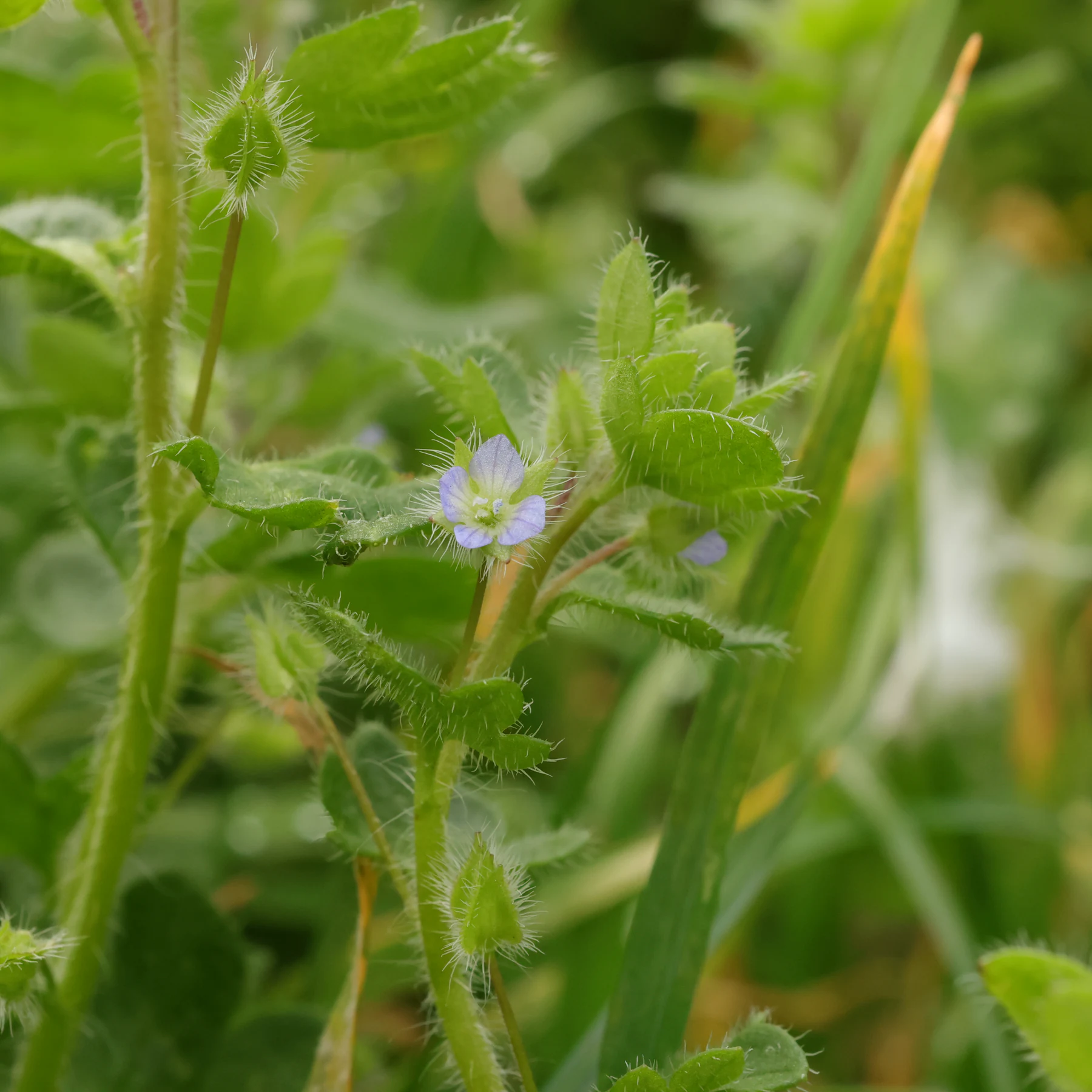 Veronica hederifolia 3