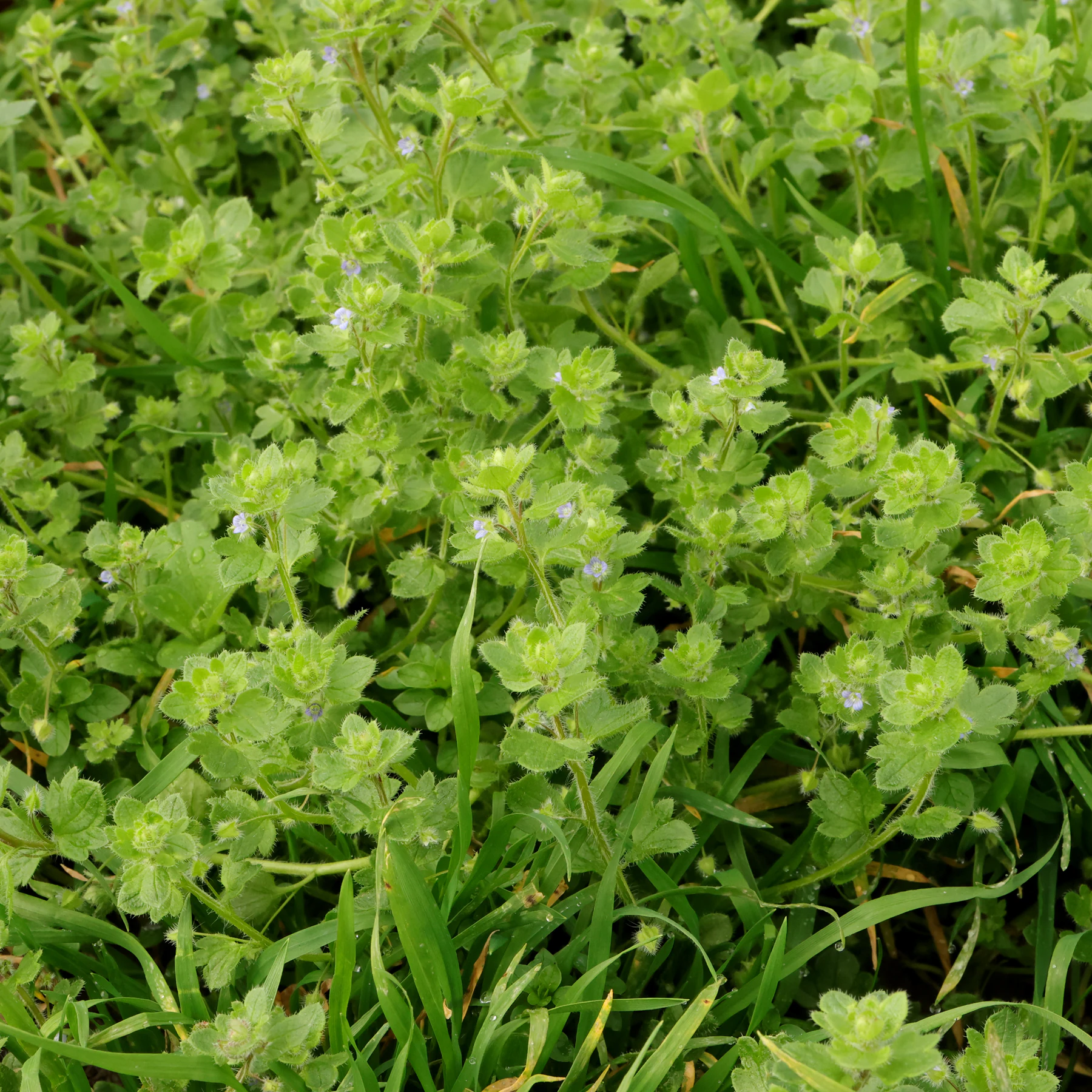 Veronica hederifolia 4