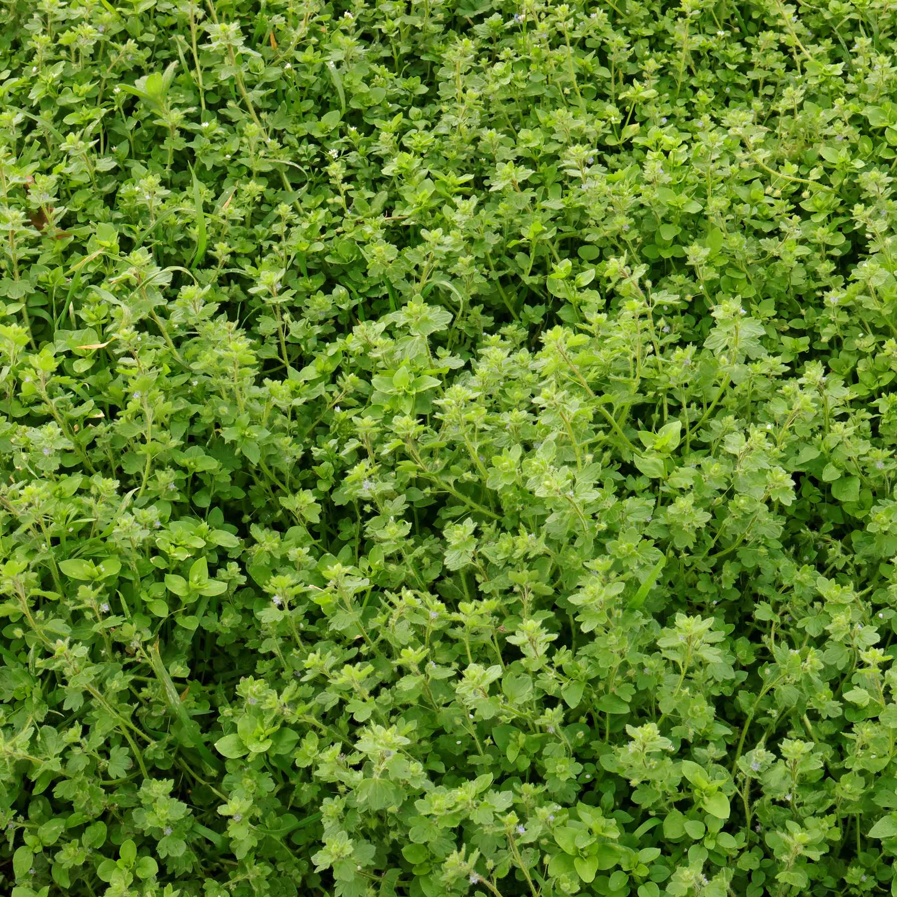 Veronica hederifolia 5