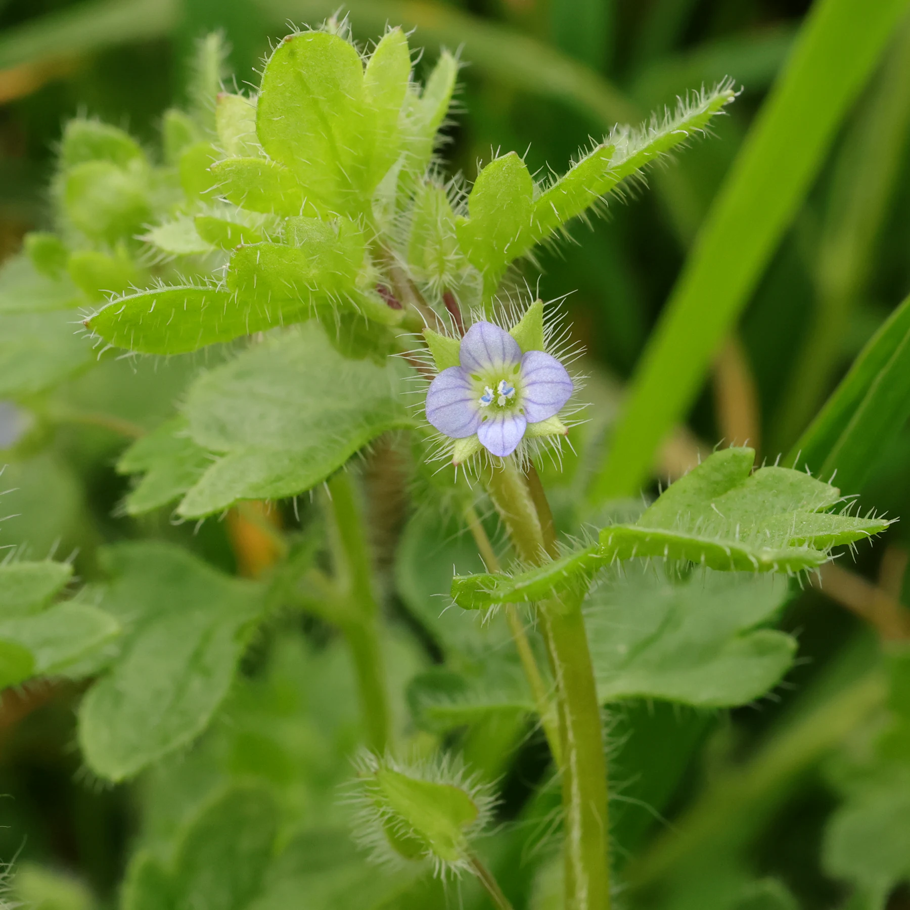 Veronica hederifolia