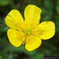 butterblume
