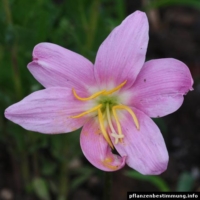 habranthus robustus