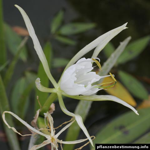 hymenocallis latifolia