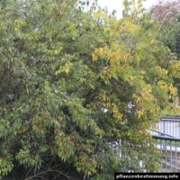 lonicera sp.